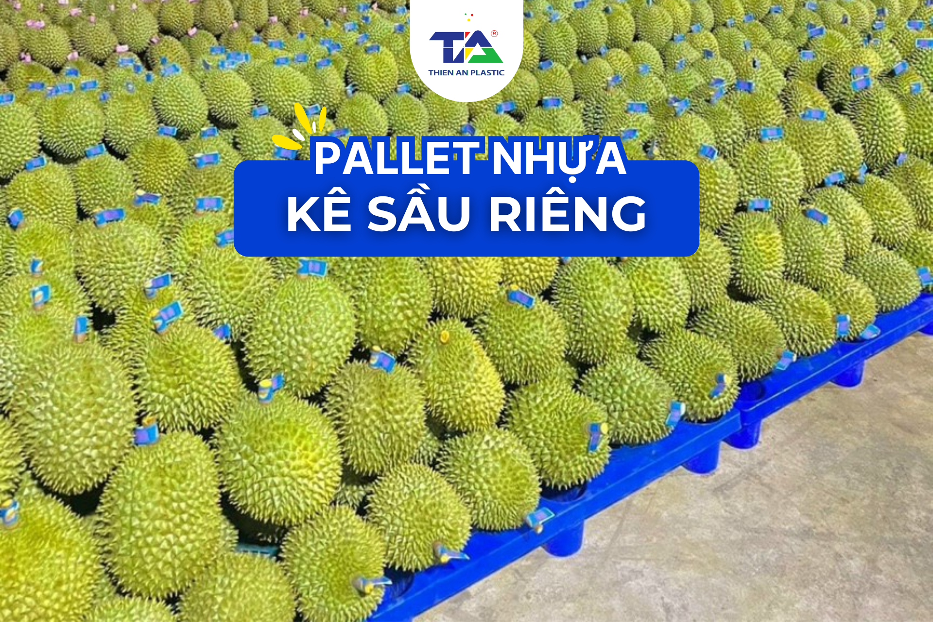 Pallet kê sầu riêng - Giải pháp bảo quản và vận chuyển an toàn